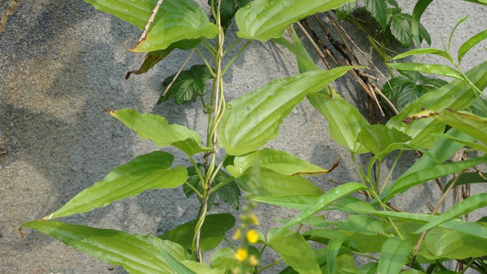 统货 九重根 九虫根 婆妇草 药虱药 四川达州 纯野生 假一罚三 中草药